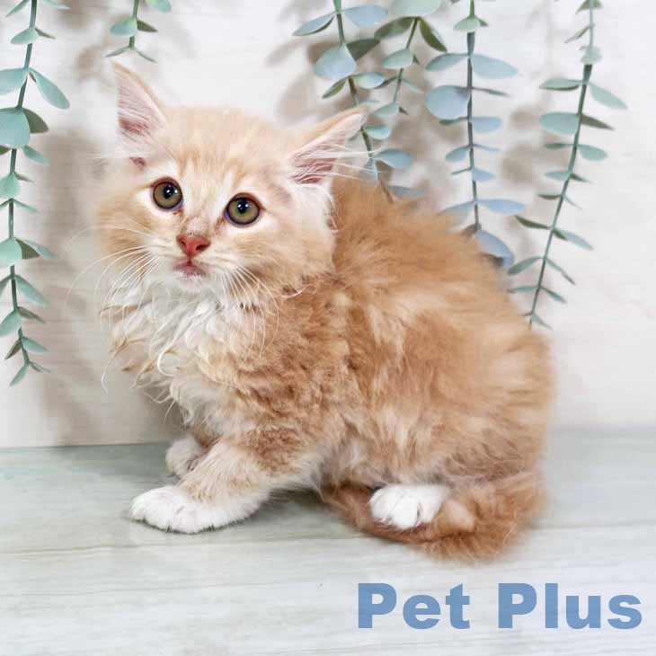 ノルウェージャンフォレストキャット