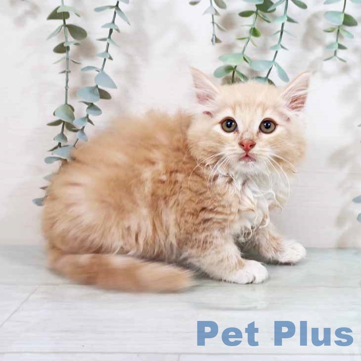 ノルウェージャンフォレストキャットの写真2