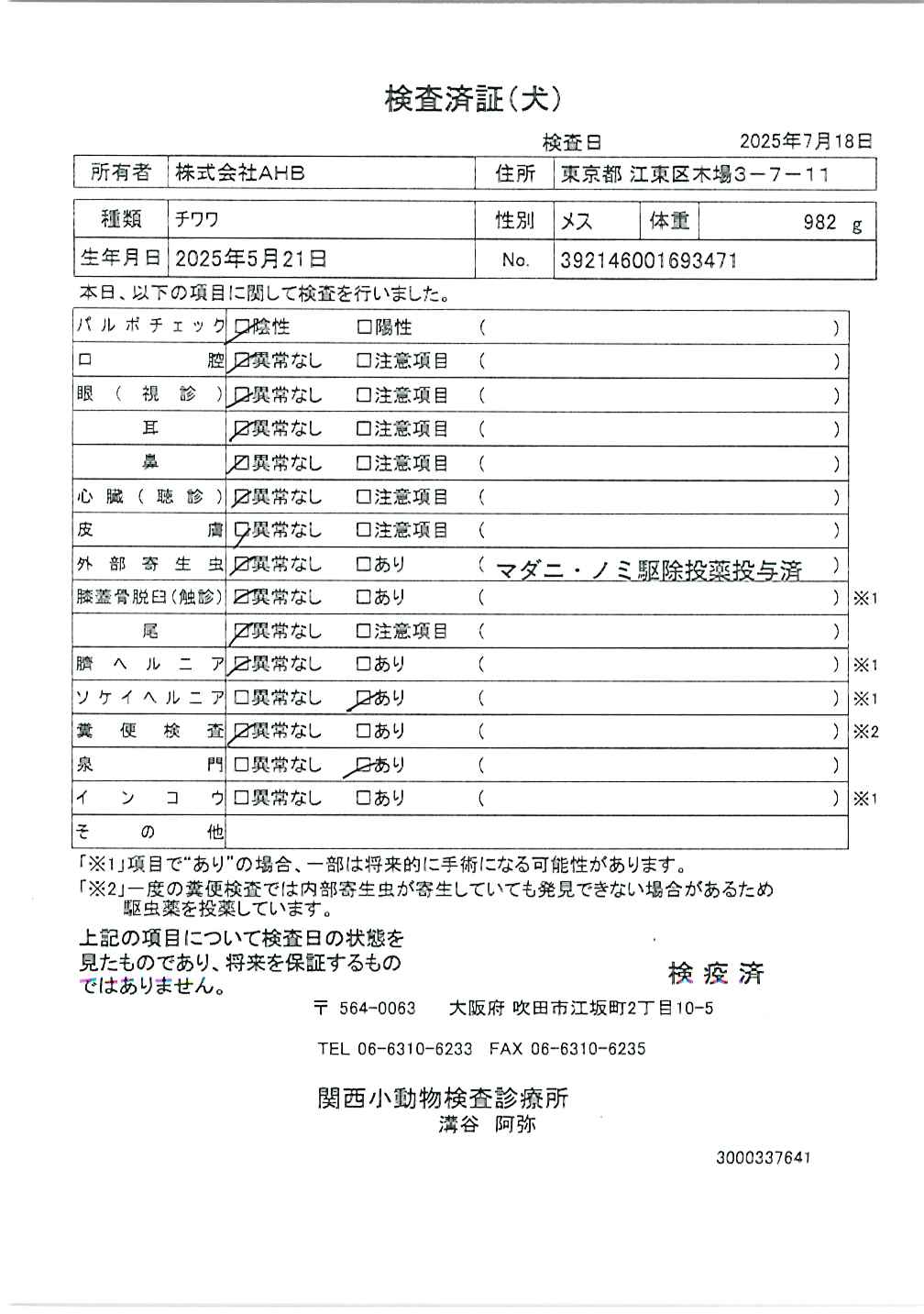 チワワ