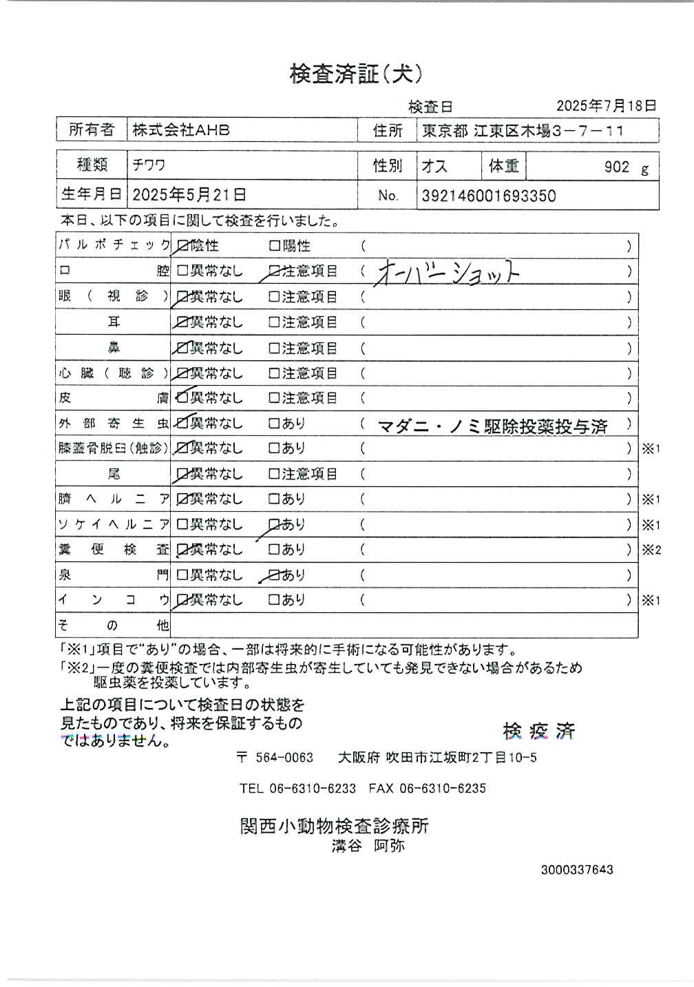 チワワ