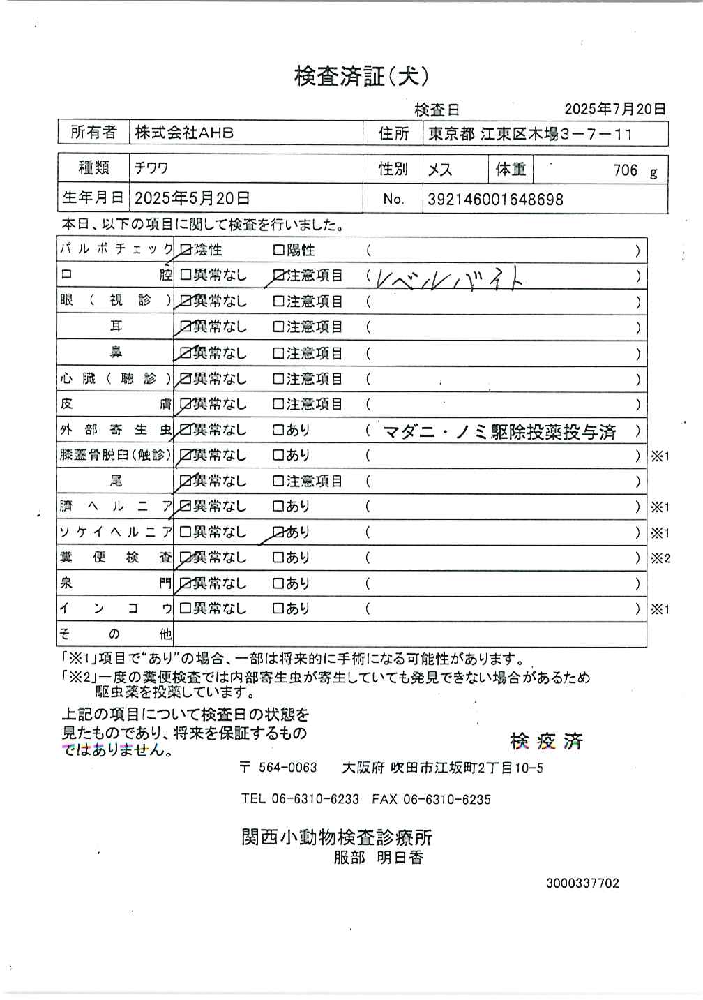 チワワ