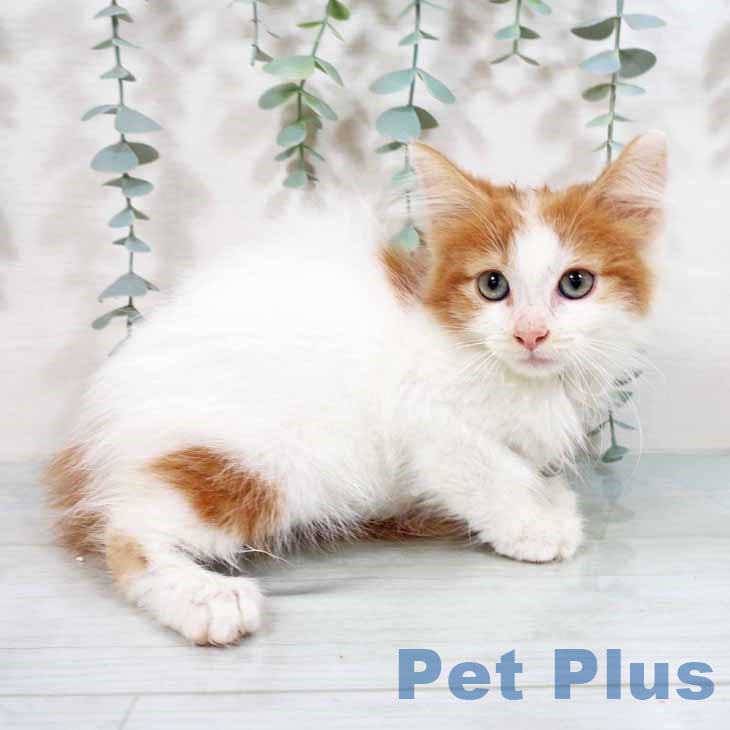ノルウェージャンフォレストキャットの写真2