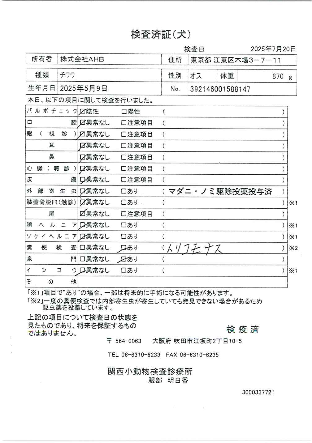 チワワ