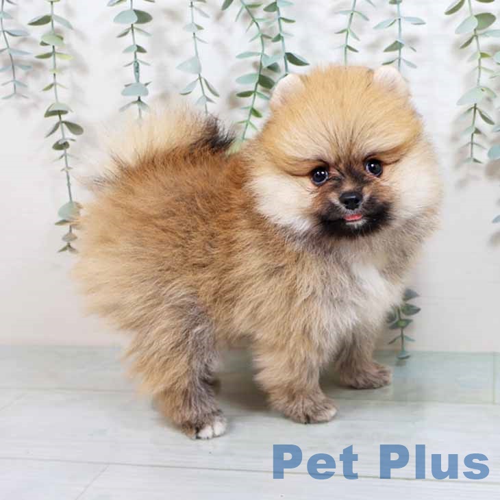 大阪府のポメラニアン (ペットプラスイオン大日店/2025年5月26日生まれ/男の子/オレンジ)の子犬の2枚目の画像