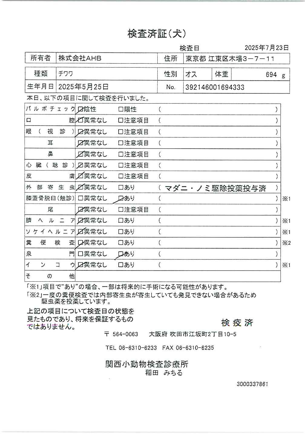 チワワ