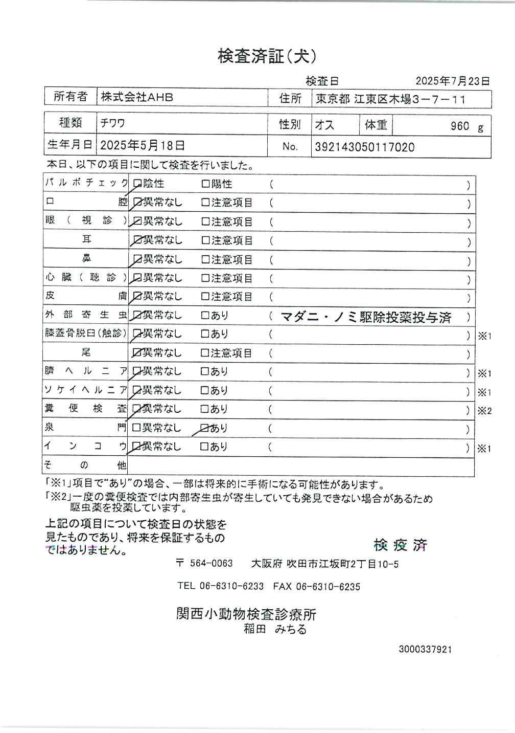 チワワ