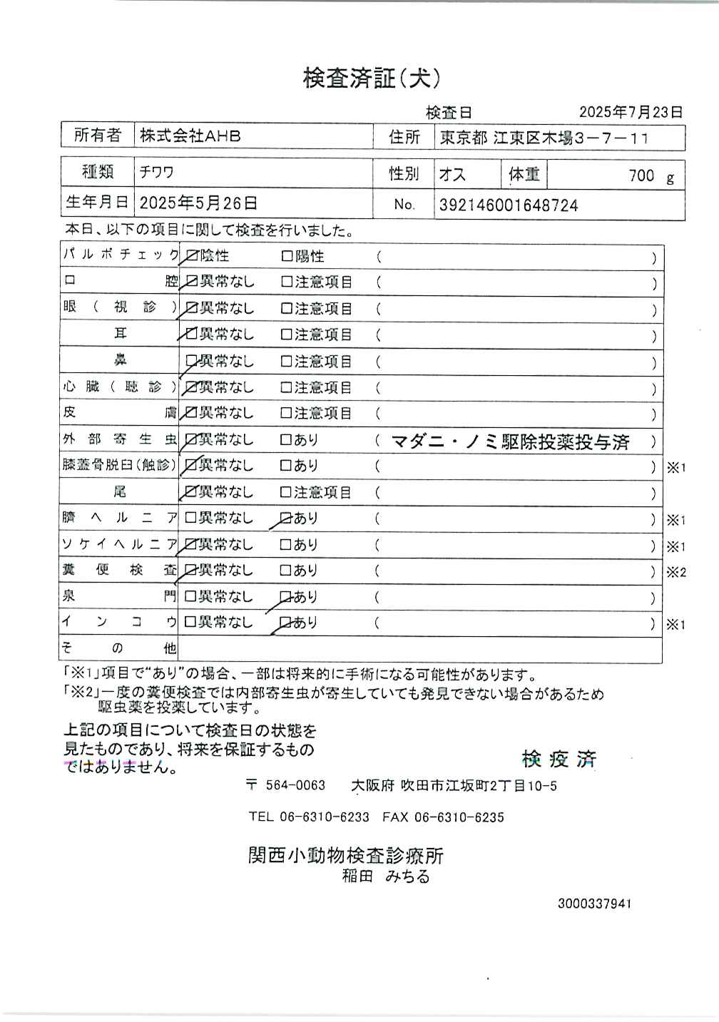 チワワ