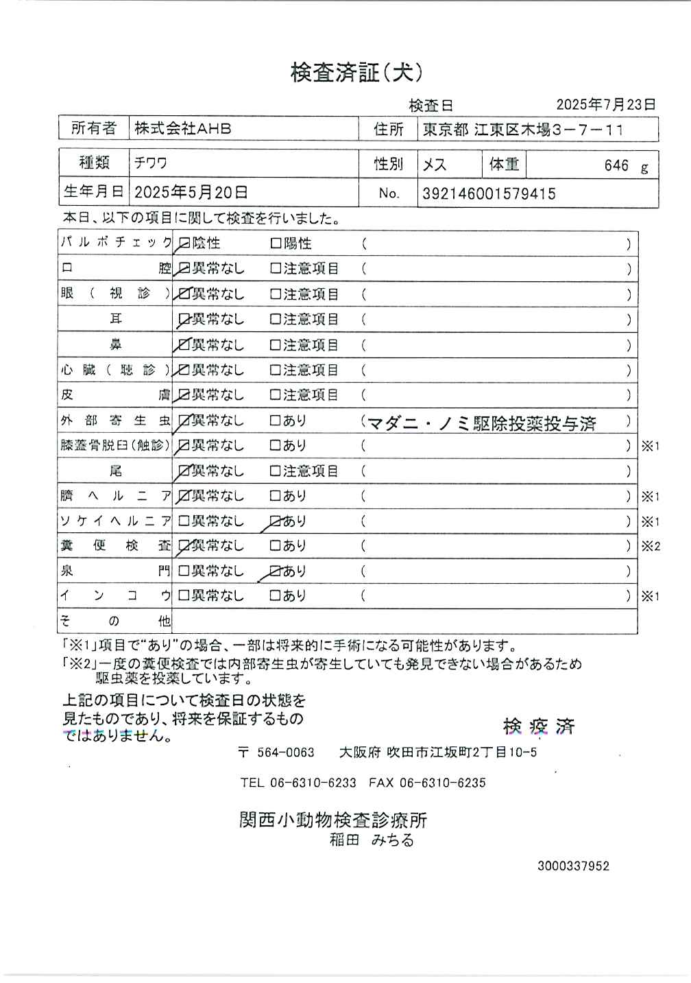 チワワ