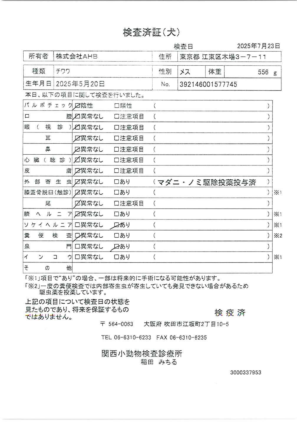 チワワ