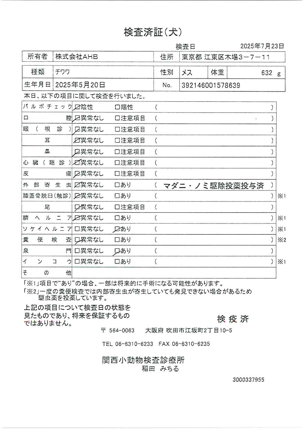 チワワ