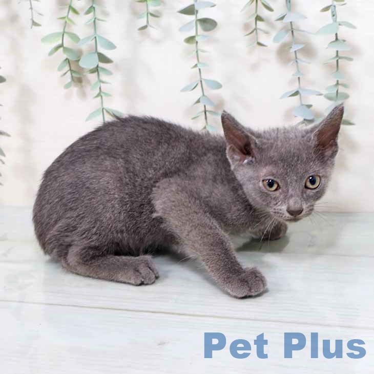 大阪府のロシアンブルー (ペットプラスイオン大日店/2025年5月26日生まれ/男の子/ブルー)の子猫の1枚目の画像