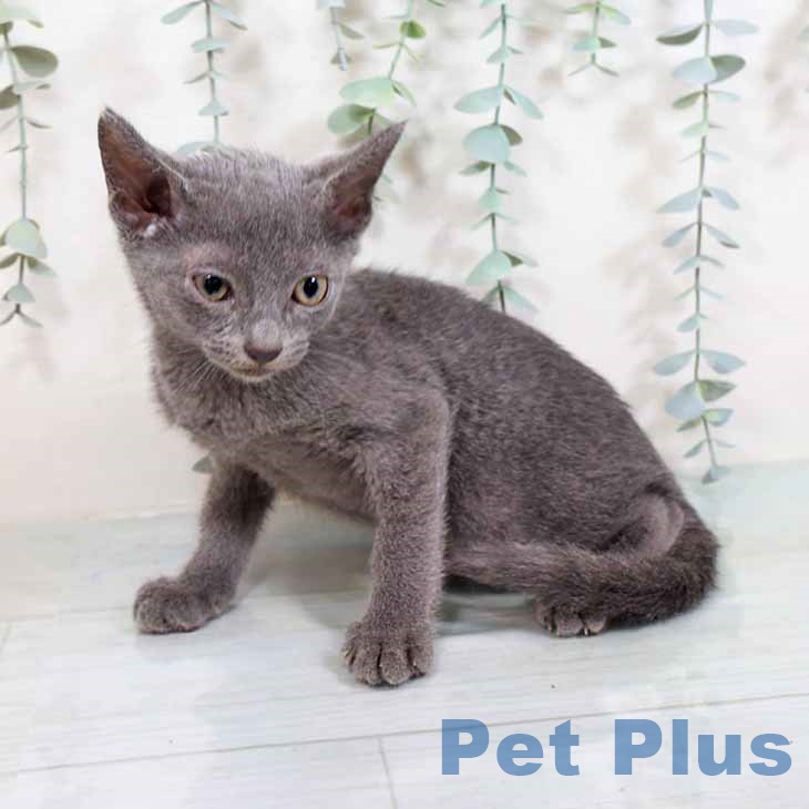 大阪府のロシアンブルー (ペットプラスイオン大日店/2025年5月26日生まれ/男の子/ブルー)の子猫の2枚目の画像