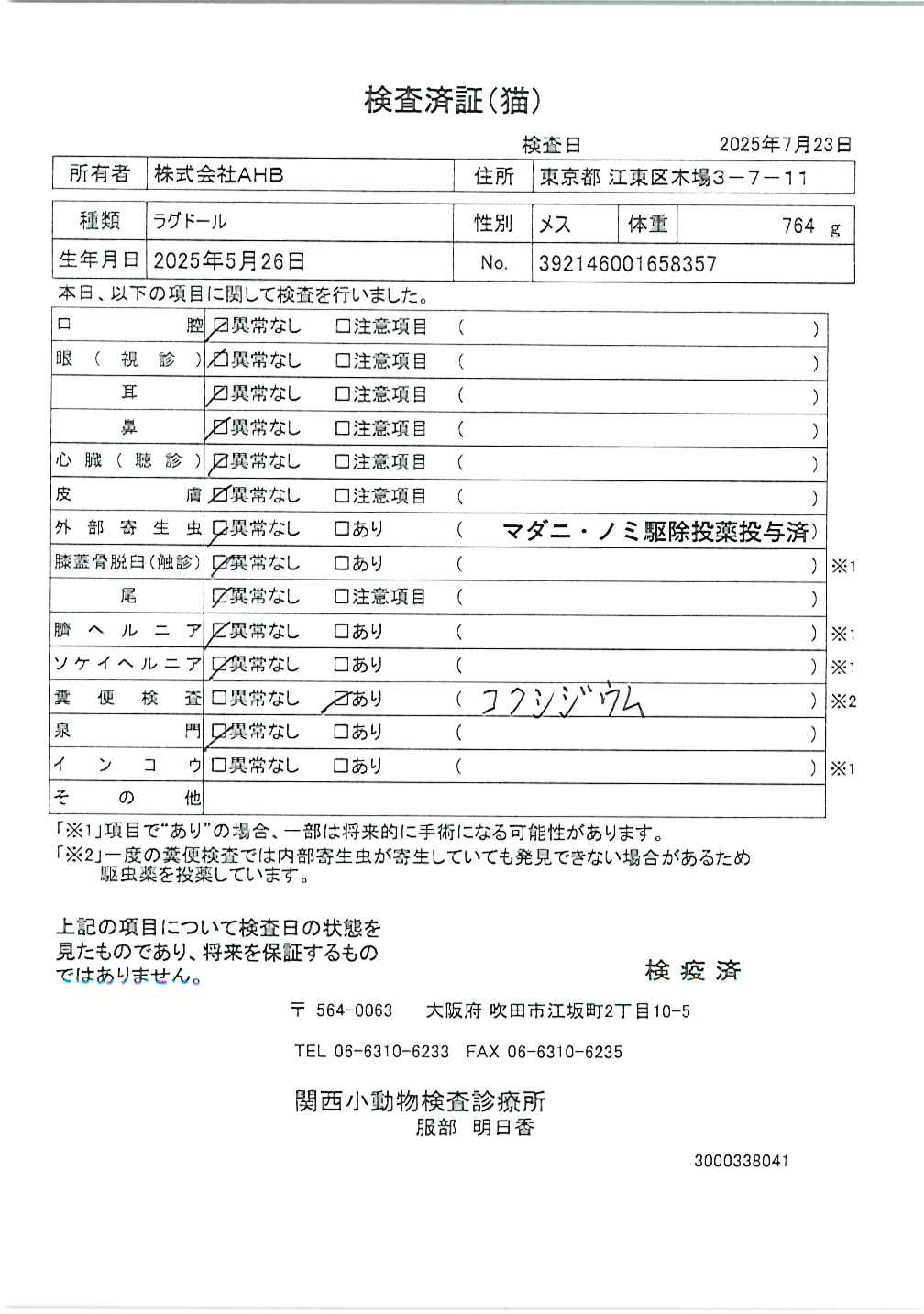 ラグドール