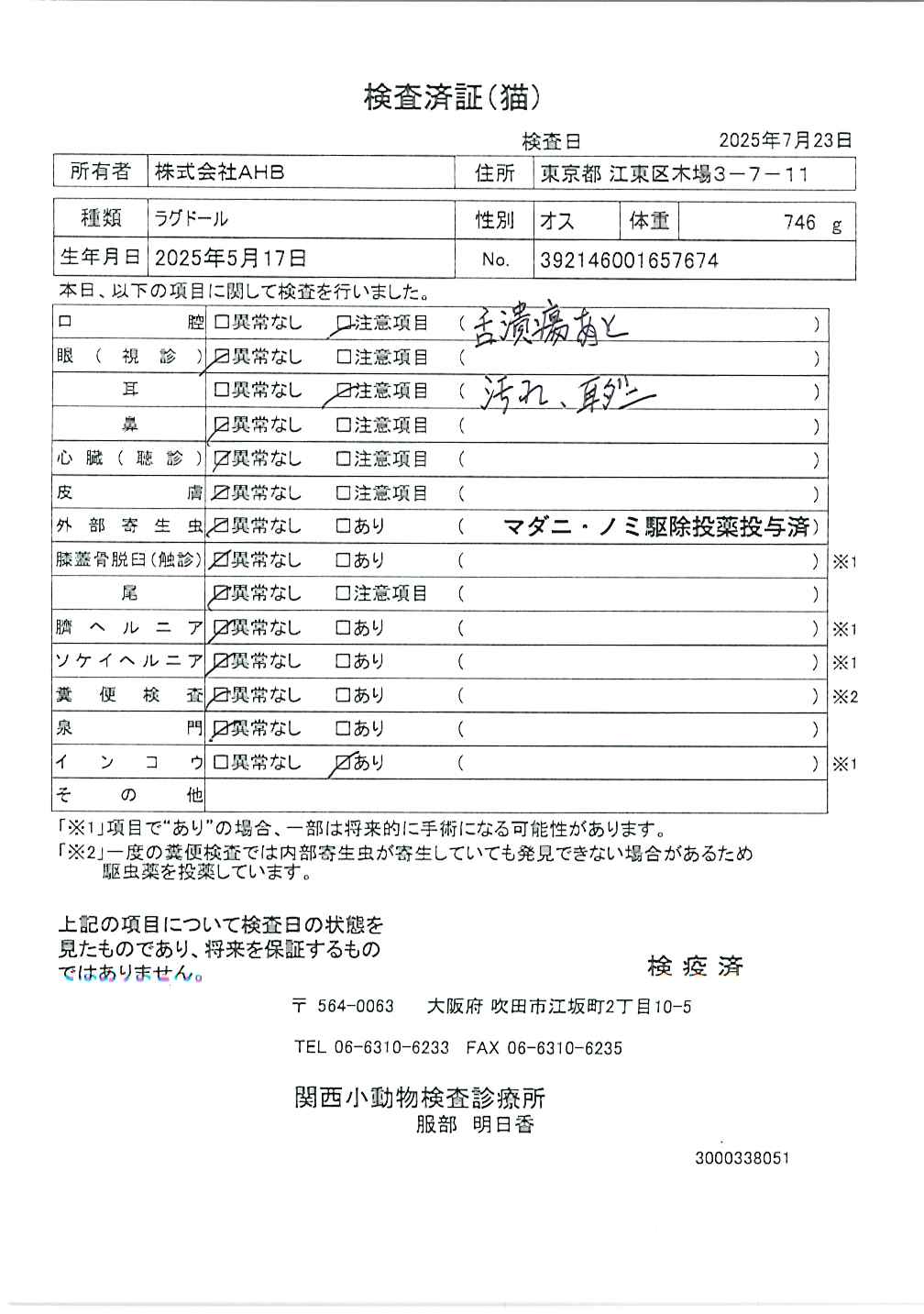 ラグドール