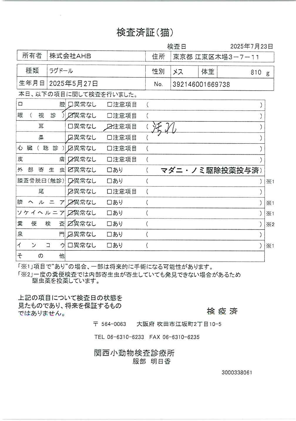 ラグドール