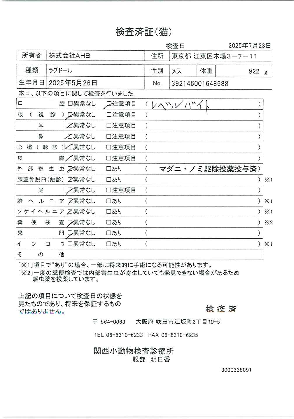 ラグドール
