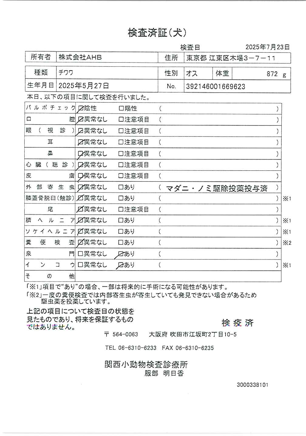チワワ