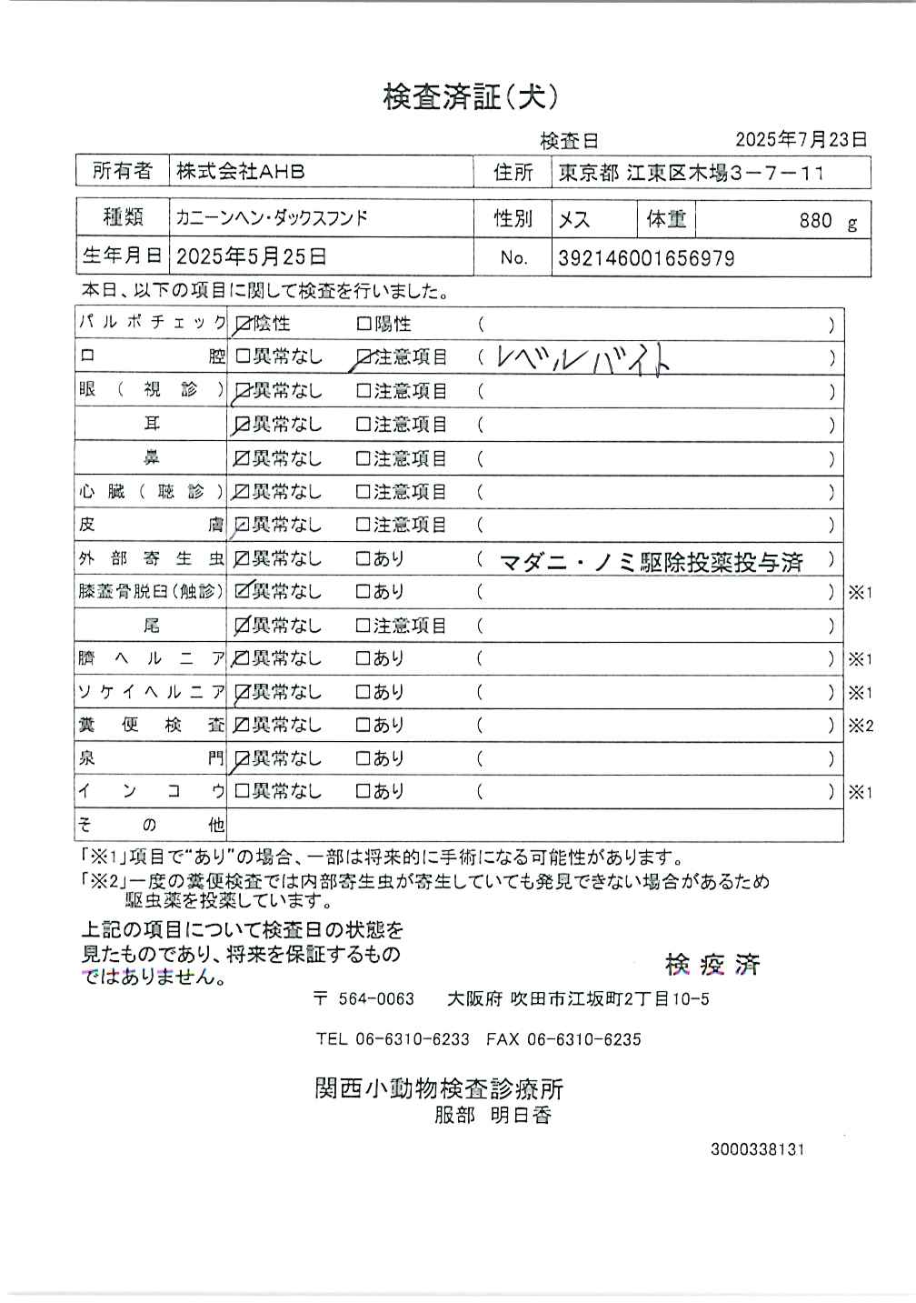 カニーンヘン・ダックスフンド