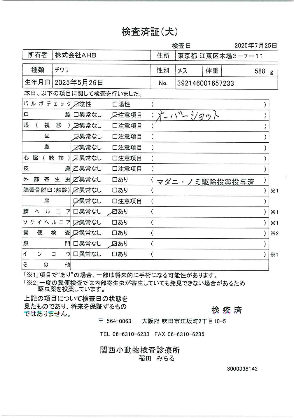 チワワ