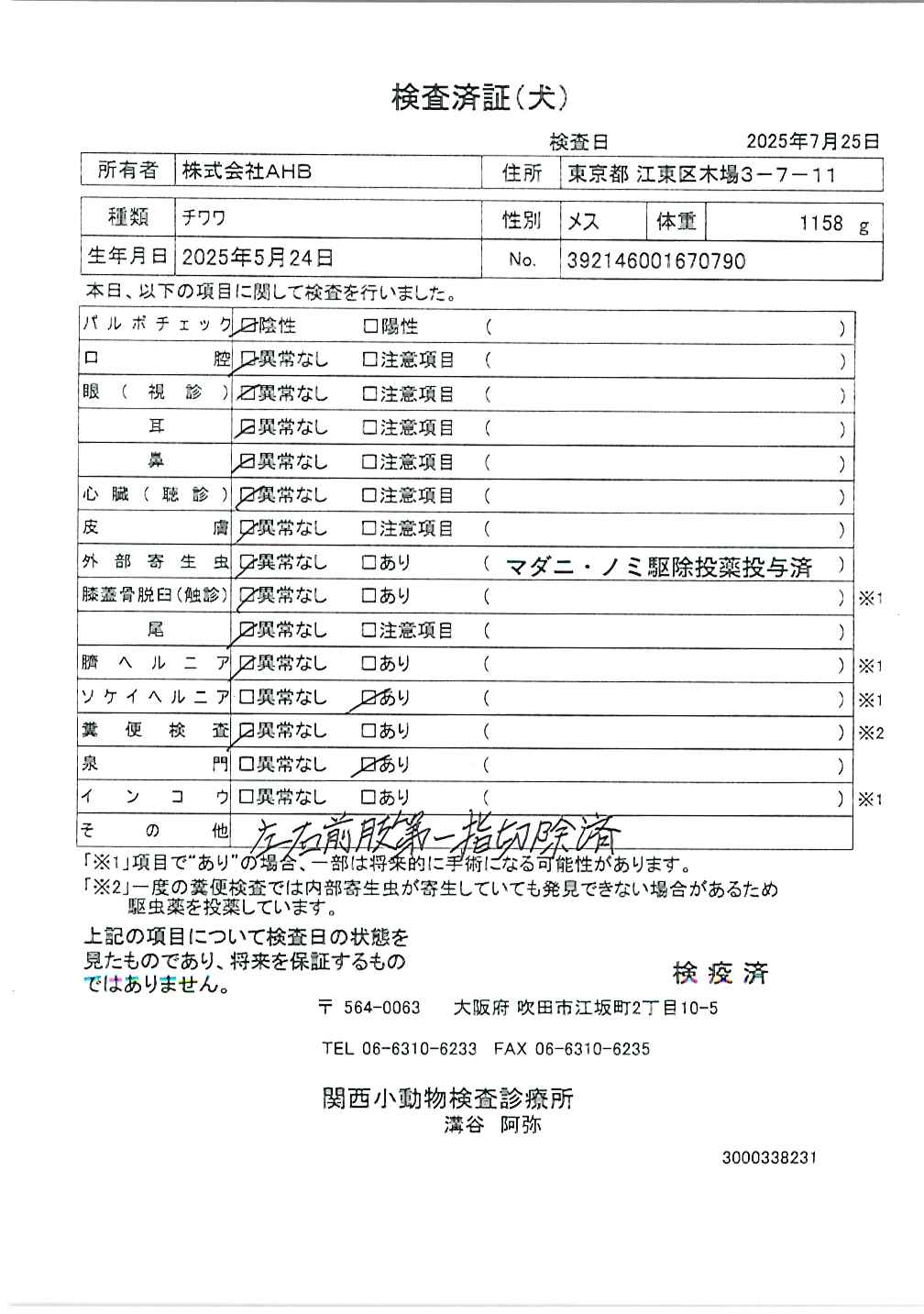 チワワ