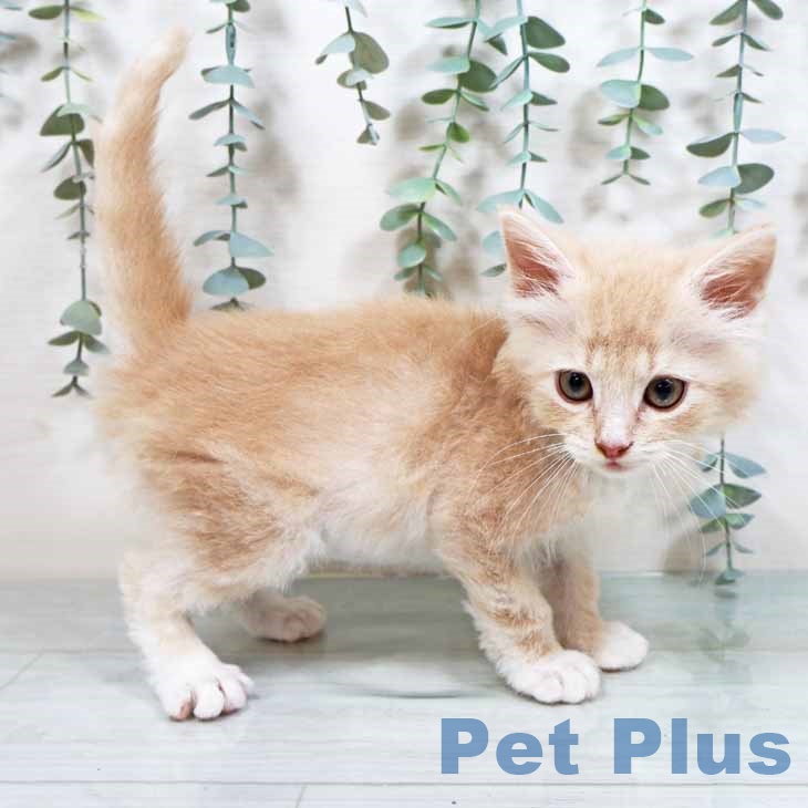 ノルウェージャンフォレストキャットの写真2