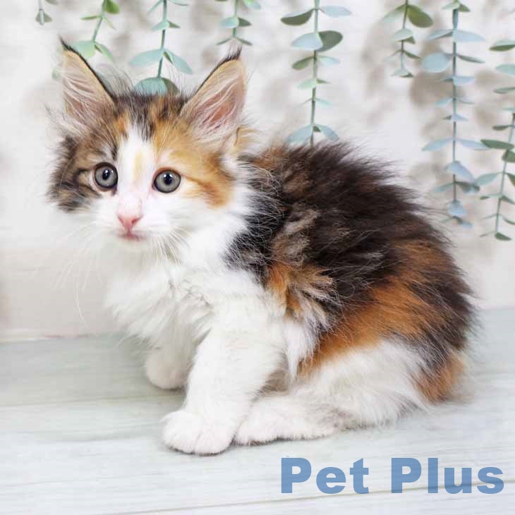 ノルウェージャンフォレストキャットの写真2