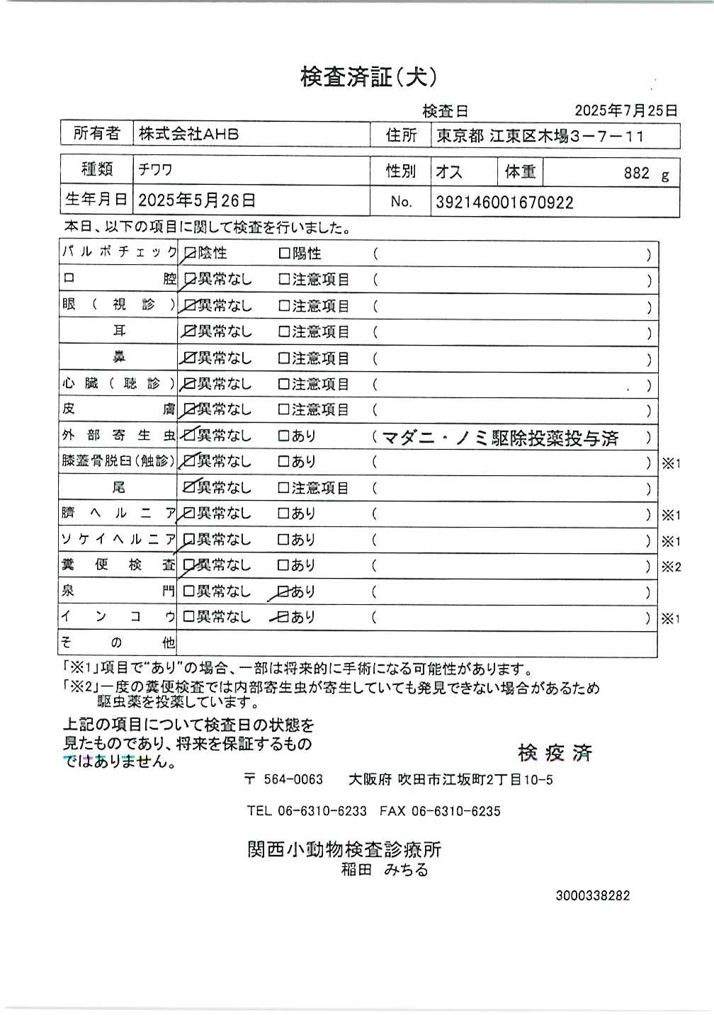 チワワ
