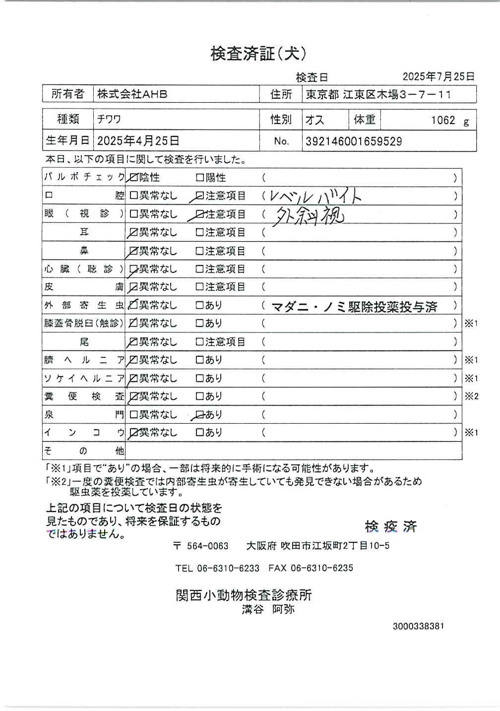 チワワ