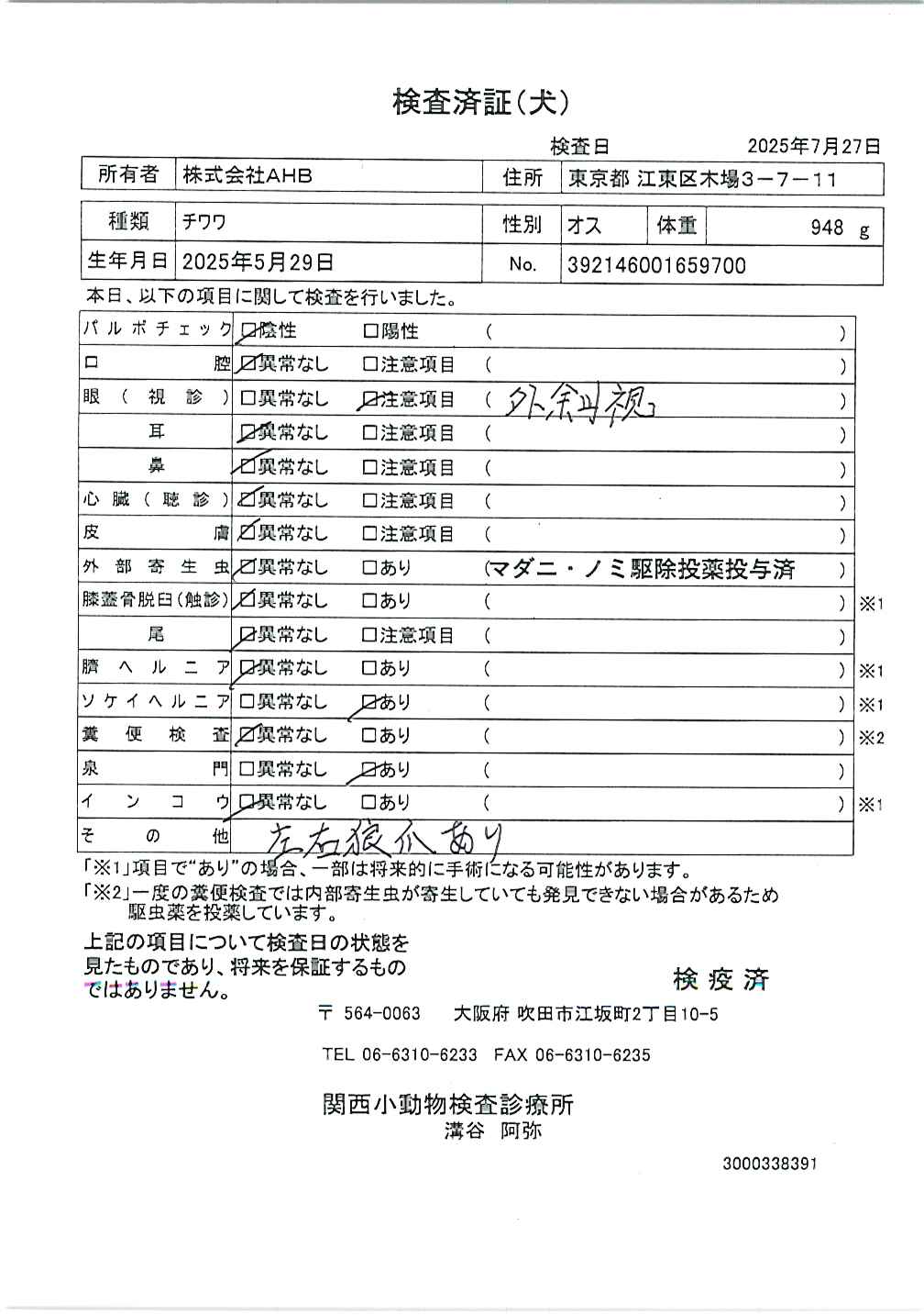 チワワ