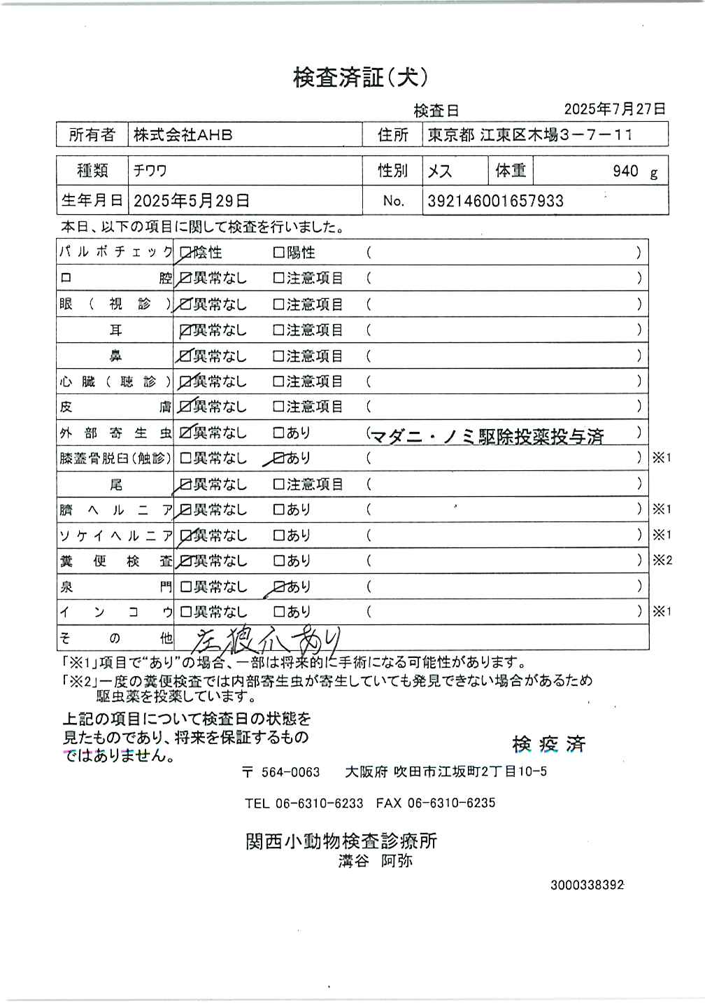 チワワ