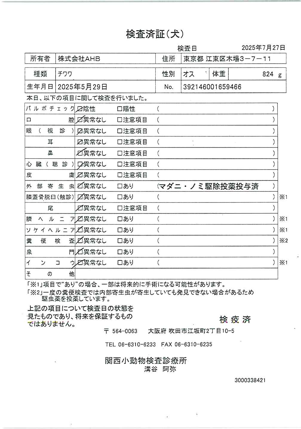 チワワ