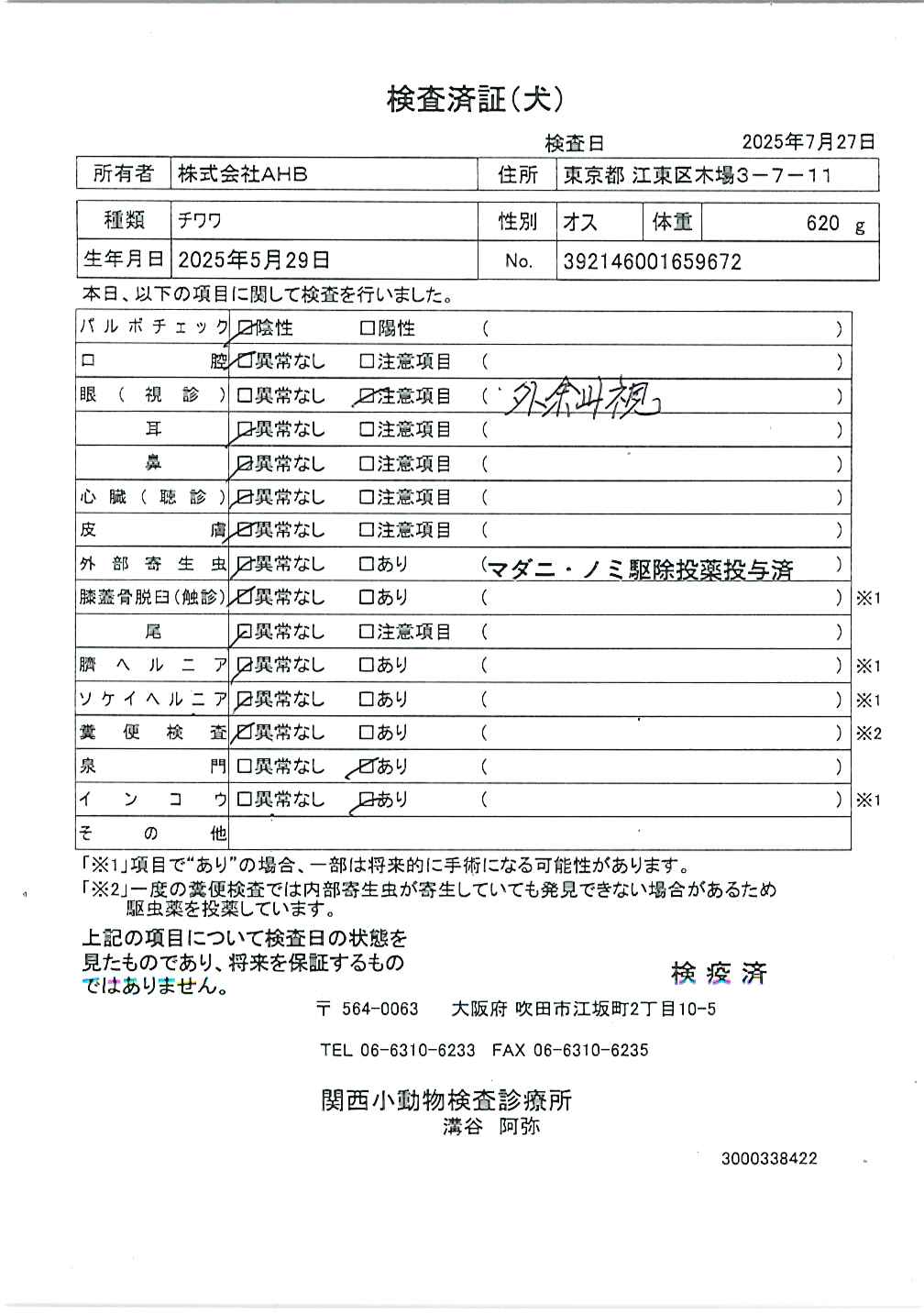 チワワ
