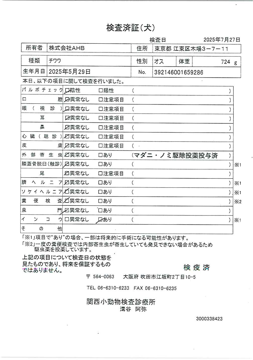 チワワ