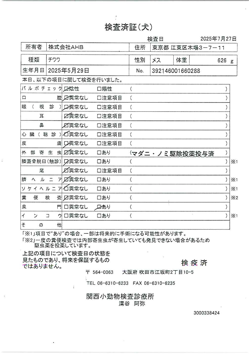 チワワ