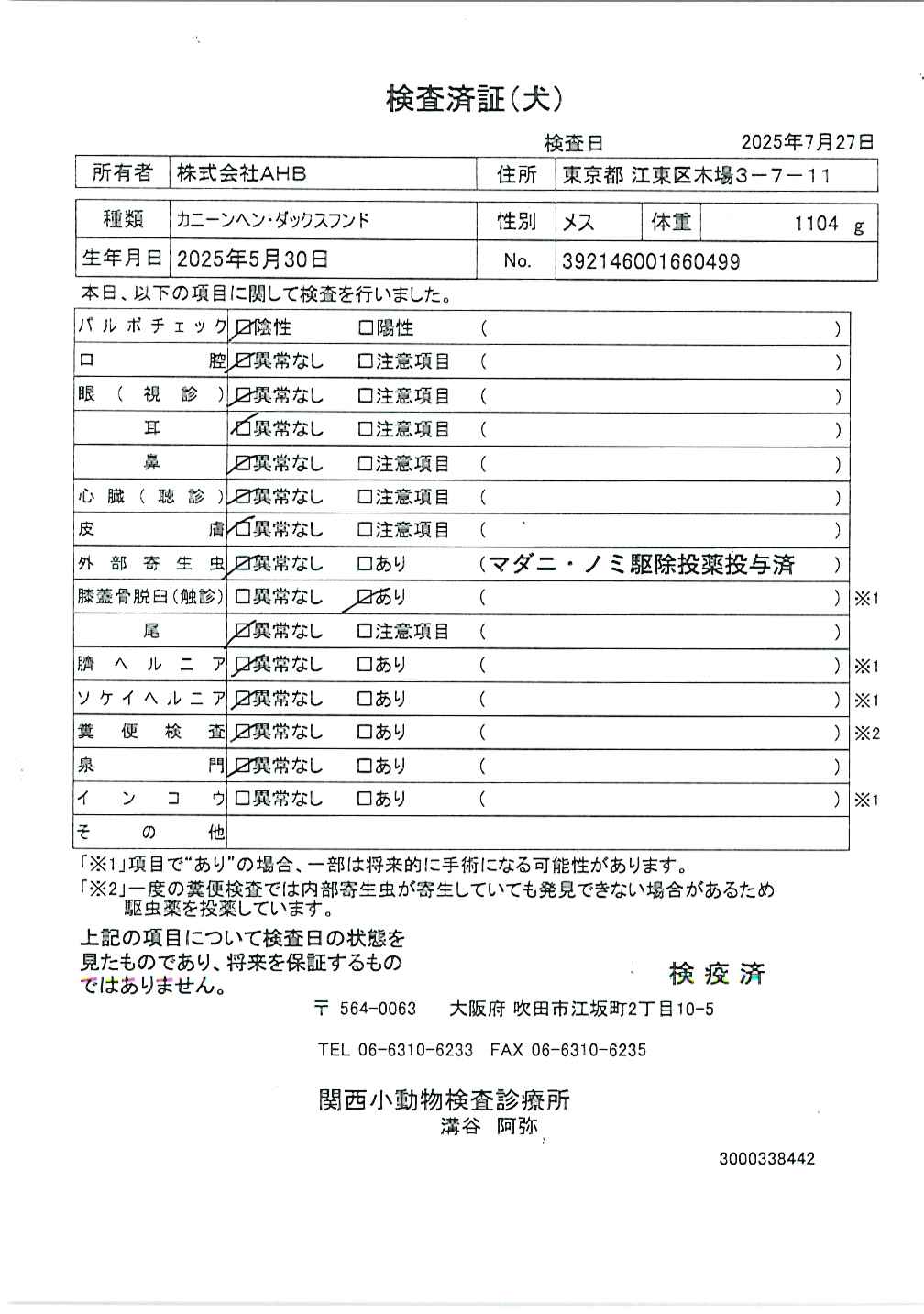 カニーンヘン・ダックスフンド