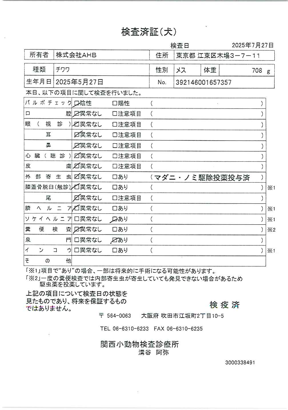 チワワ