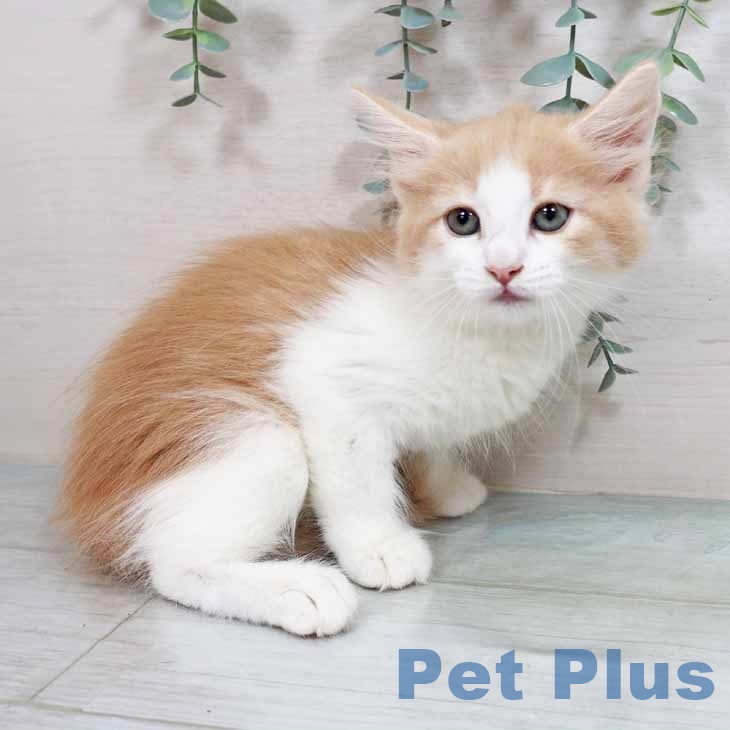 ノルウェージャンフォレストキャット