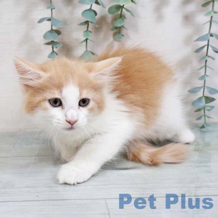 ノルウェージャンフォレストキャットの写真2