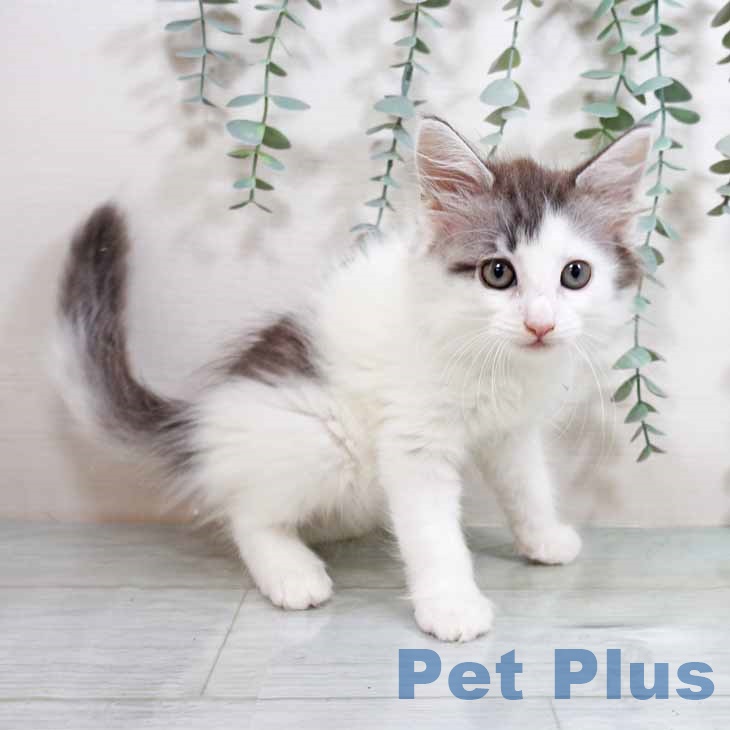 ノルウェージャンフォレストキャットの写真2