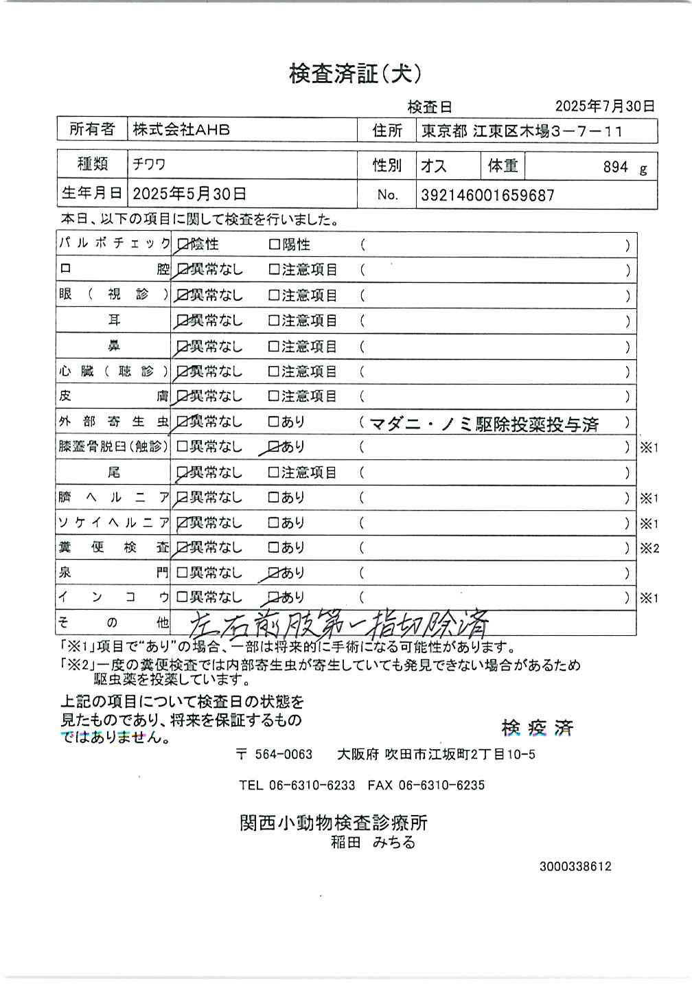 チワワ