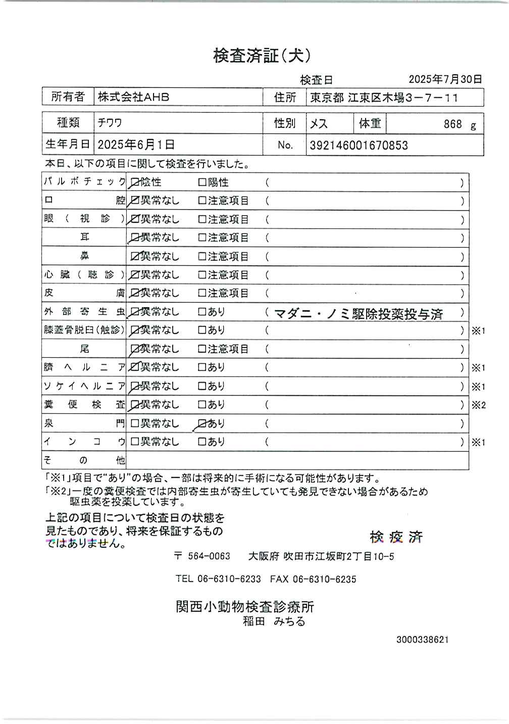チワワ