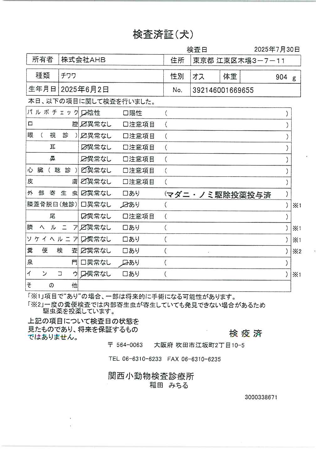 チワワ