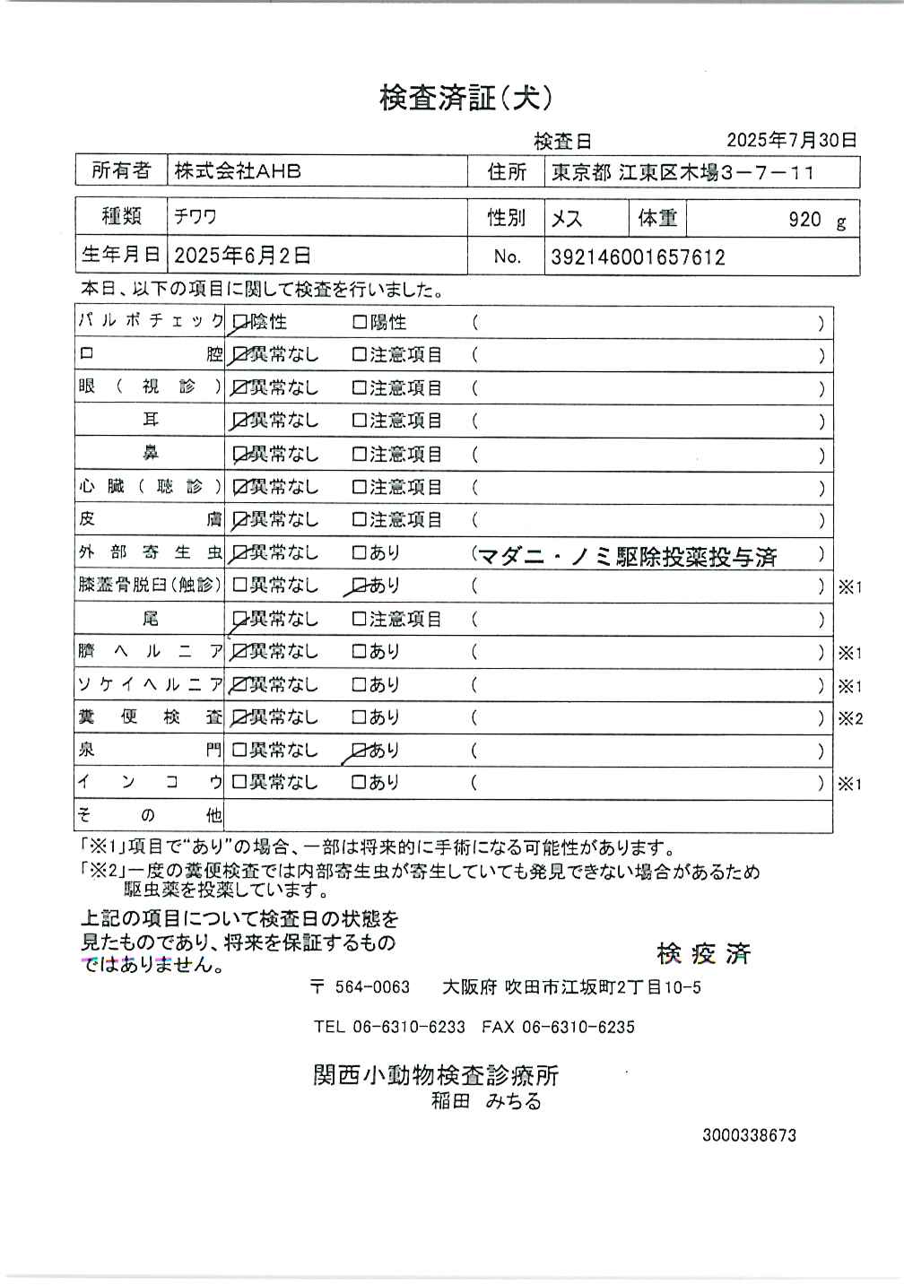 チワワ