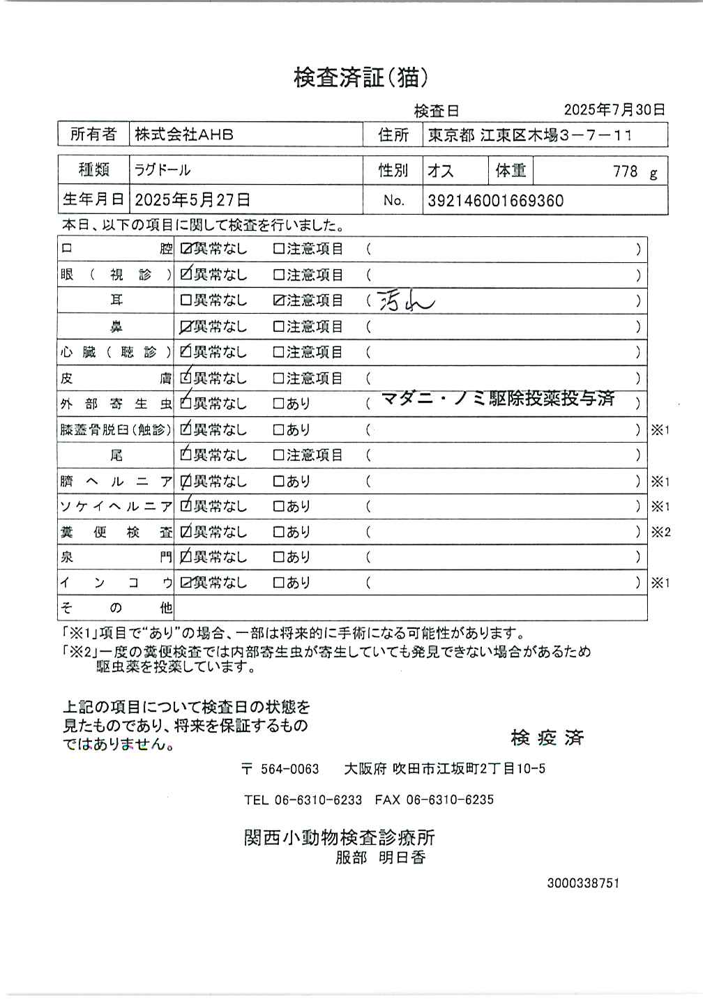 ラグドール