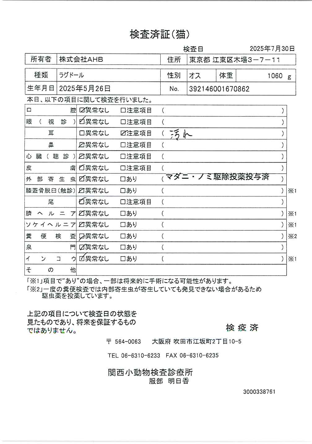 ラグドール