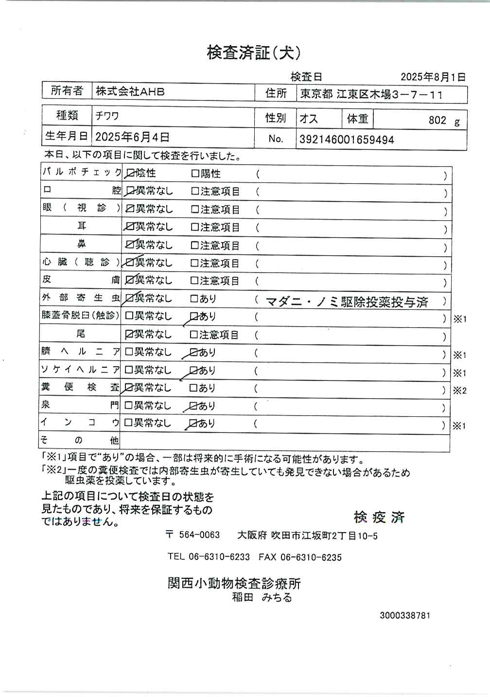チワワ