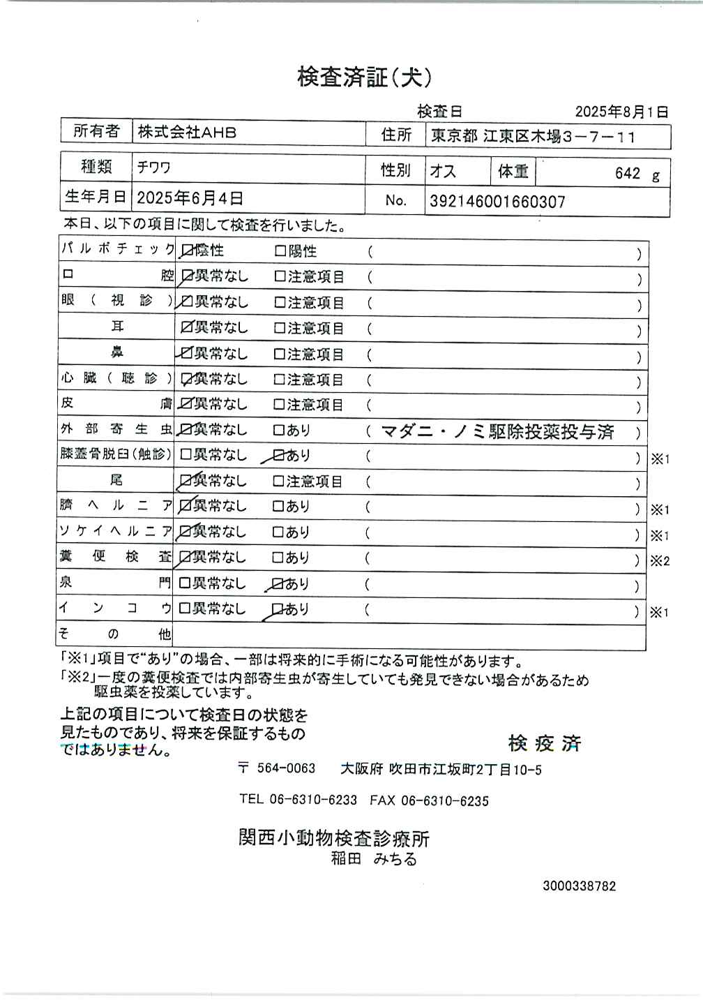 チワワ