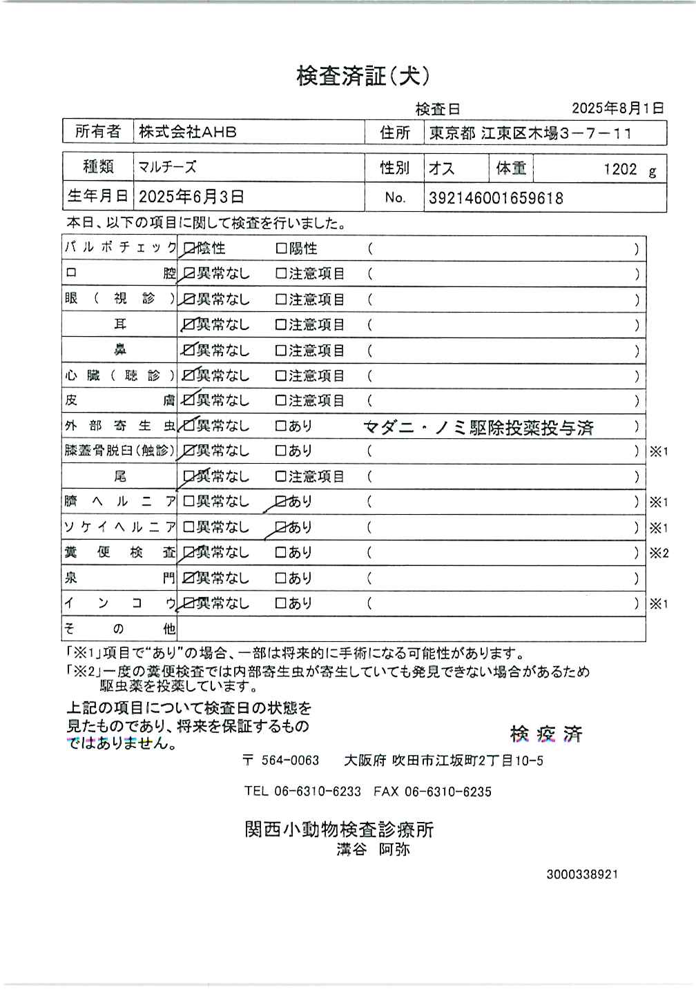 マルチーズ