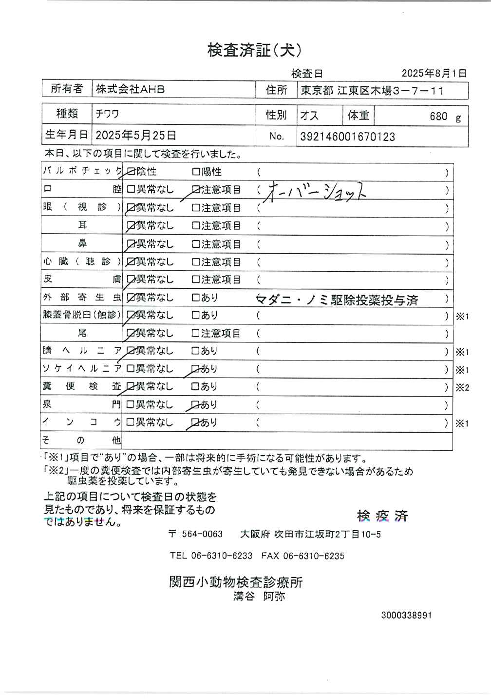 チワワ