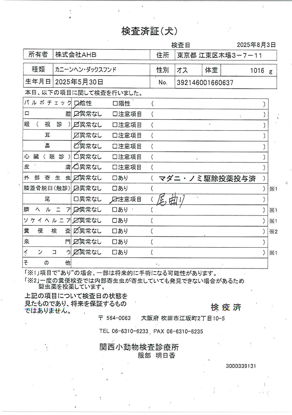 カニーンヘン・ダックスフンド
